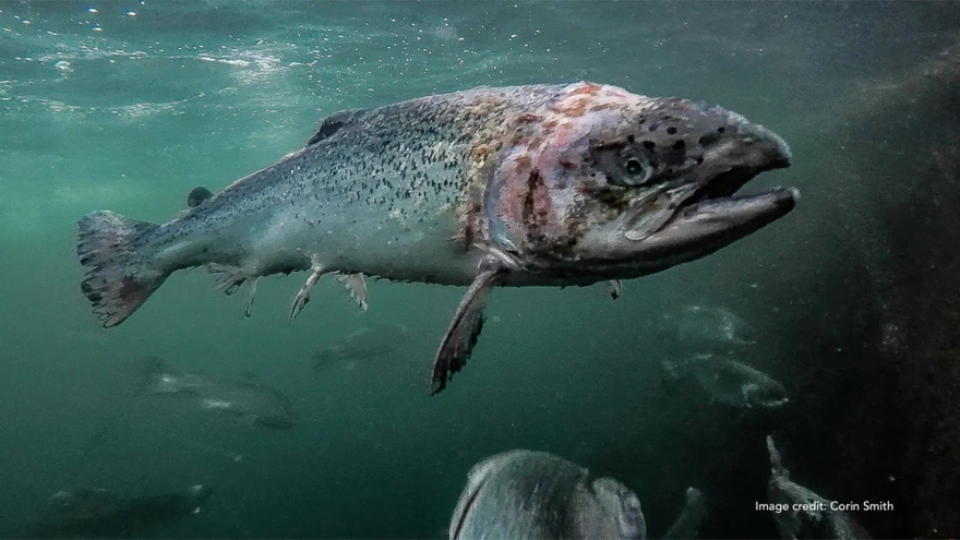 Why Nobody Should Be Eating Salmon Anymore