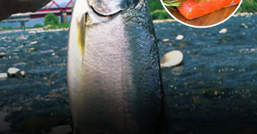 Why Nobody Should Be Eating Salmon Anymore