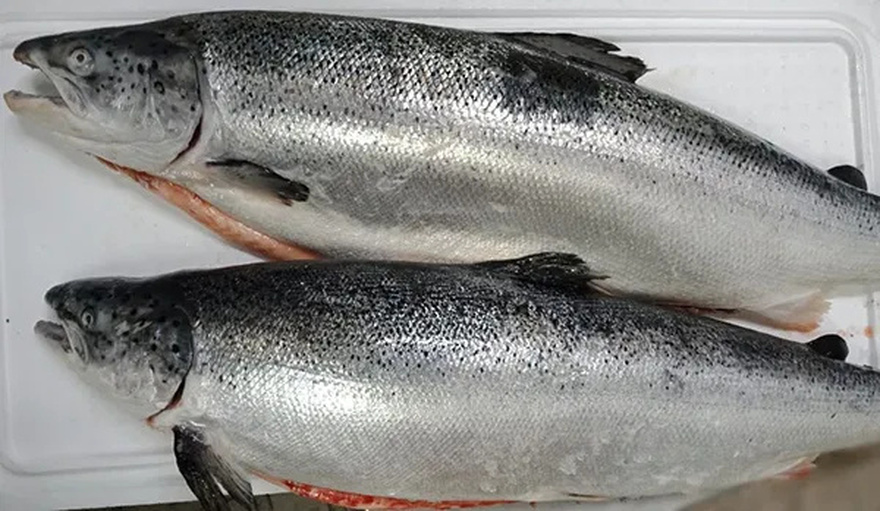 Why Nobody Should Be Eating Salmon Anymore