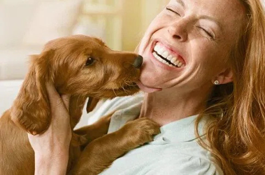 Your Dog Licks You Out of Affection, But This Can Be a Dan:ger for Your Health.