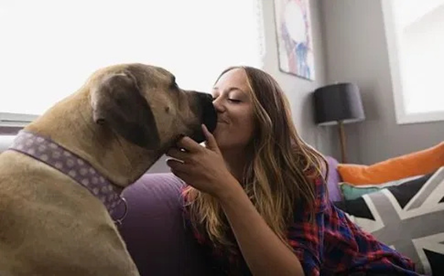 Your Dog Licks You Out of Affection, But This Can Be a Dan:ger for Your Health.