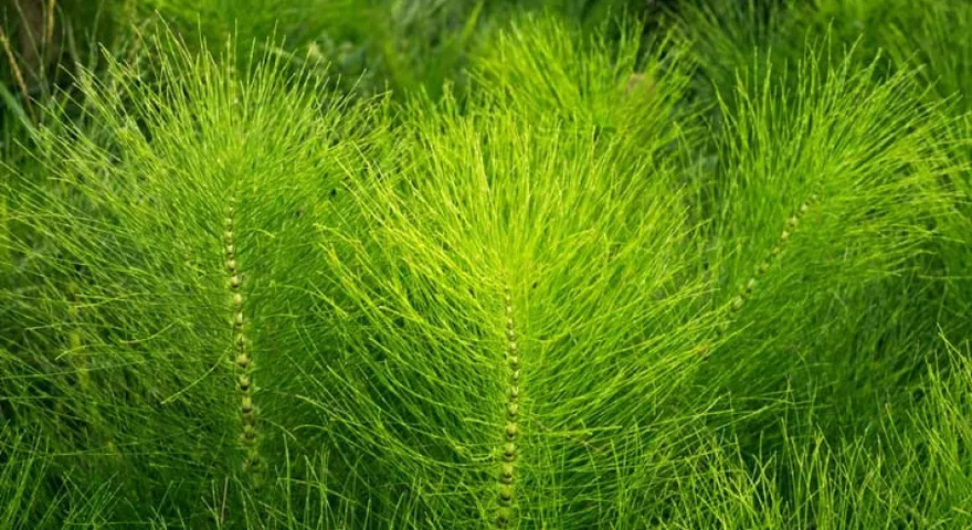 Leaf Reduces Diabetes, Bl00d Pressure, Ends Body Pain, Cholesterol and Eliminates Poor Circulation