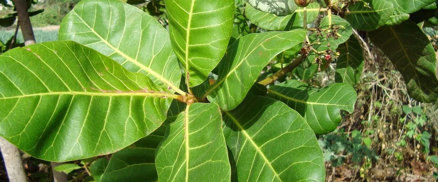 Leaf Reduces Diabetes, Bl00d Pressure, Ends Body Pain, Cholesterol and Eliminates Poor Circulation