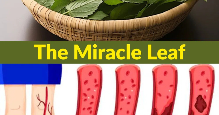 Leaf Reduces Diabetes, Bl00d Pressure, Ends Body Pain, Cholesterol and Eliminates Poor Circulation