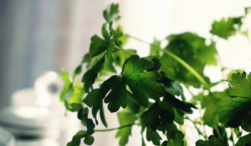 Top 10 Spices & Herbs to Support Arterial Health