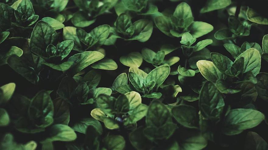 Top 10 Spices & Herbs to Support Arterial Health