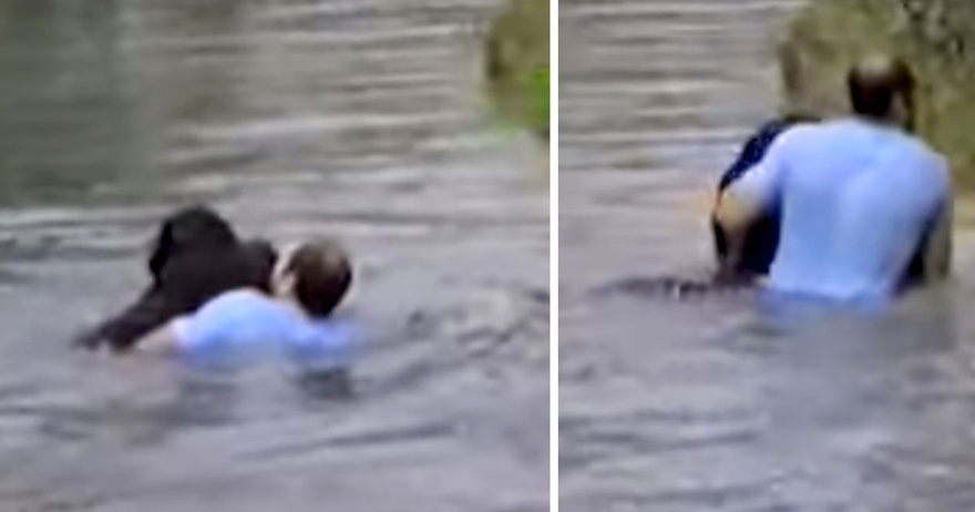 Zookeepers refuse to save drowning chimpanzee – then a truck driver breaks into his cage