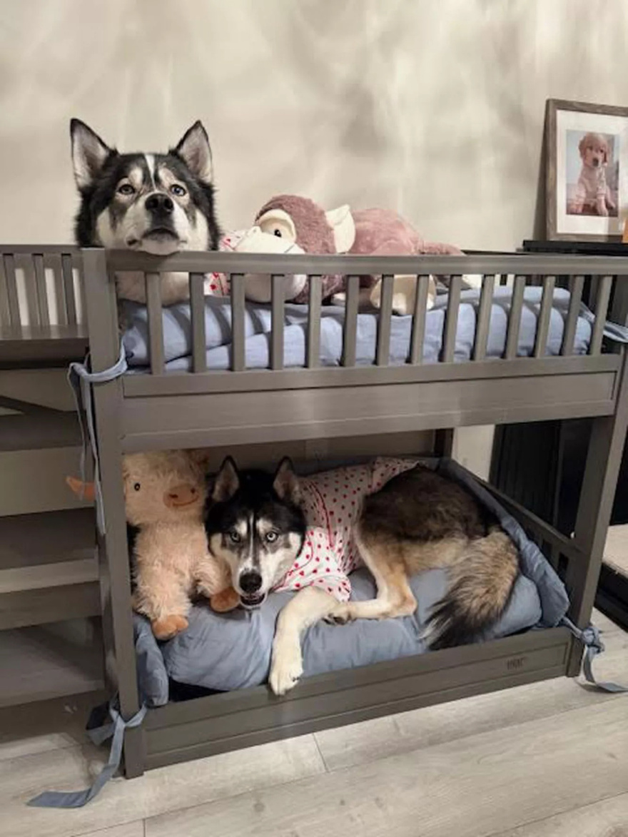 Couple Shares Viral Nighttime Routine for Their Dogs — and Receives Backlash for Putting Them in Pajamas