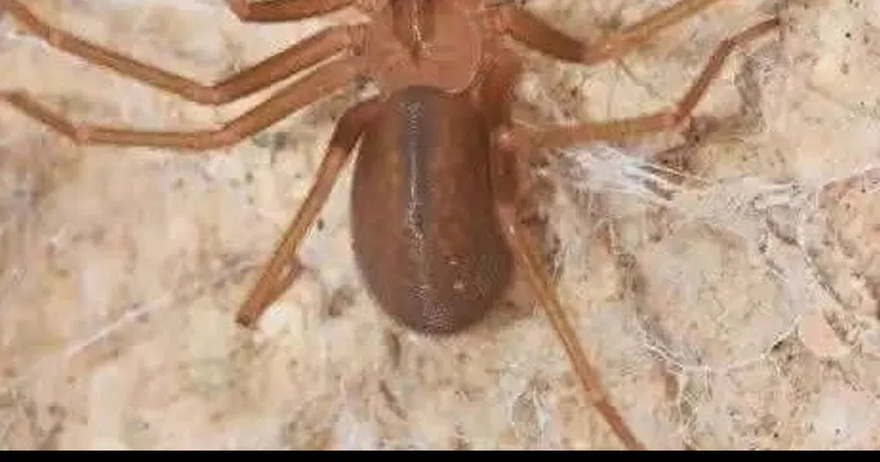 Did you know: When a Spider visits your home it’s a sign