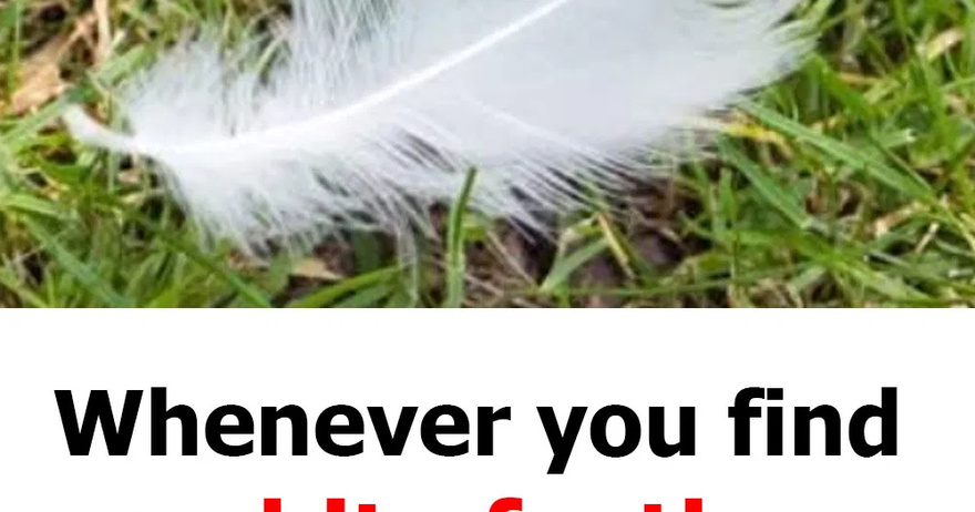 Beware! The Hidden Message Behind Finding a White Feather: Spiritual and Revealing Meaning