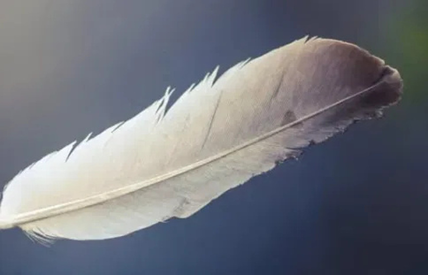 Beware! The Hidden Message Behind Finding a White Feather: Spiritual and Revealing Meaning