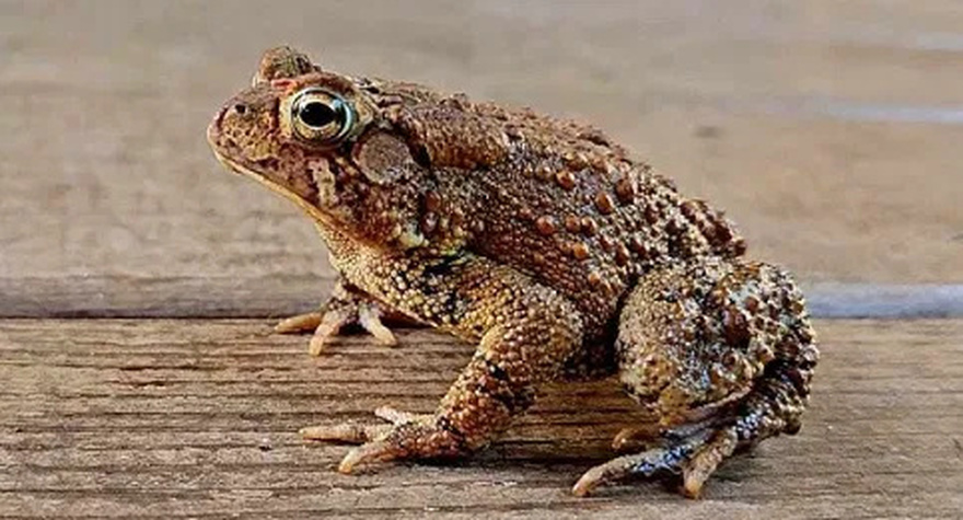 If you find this animal in your home it has a special meaning.