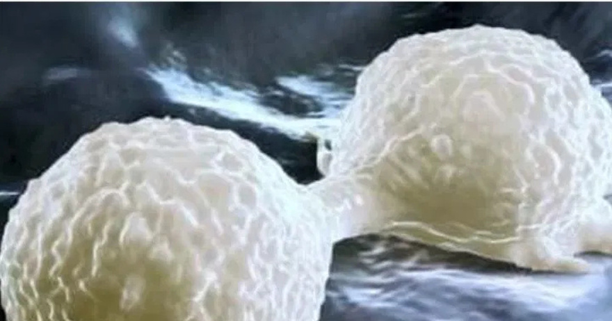 ‘Stop eating this immediately,’ warn can-cer researchers