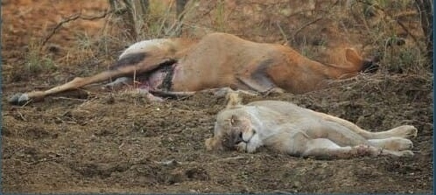 Lioness discovers deer she ate was pregnant – her next move is incredible