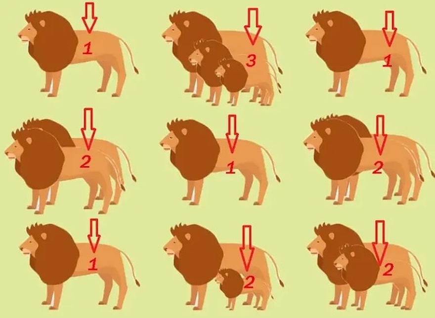 Do you think you can count all the lions in this image