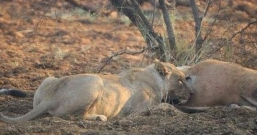 Lioness discovers deer she ate was pregnant – her next move is incredible