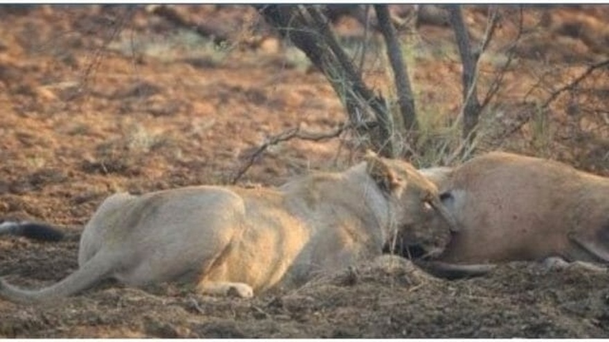 Lioness discovers deer she ate was pregnant – her next move is incredible
