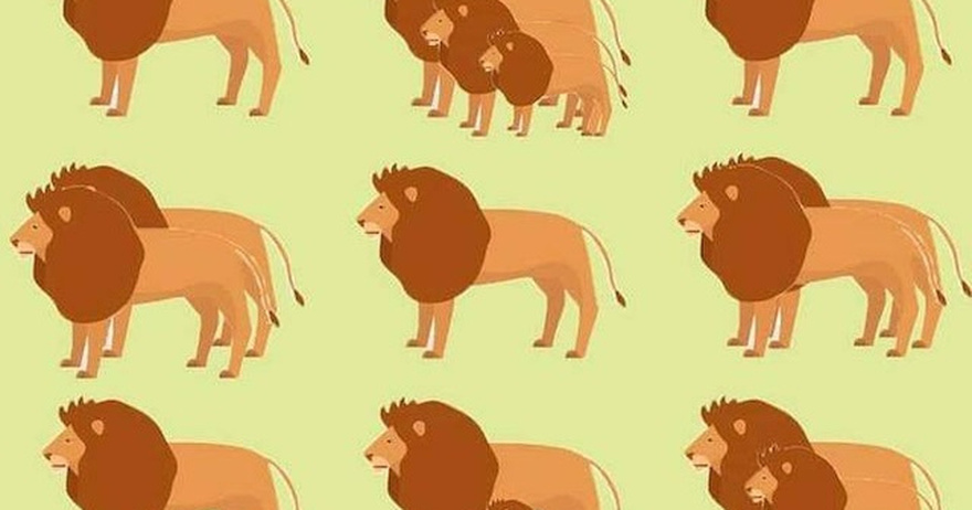 Do you think you can count all the lions in this image