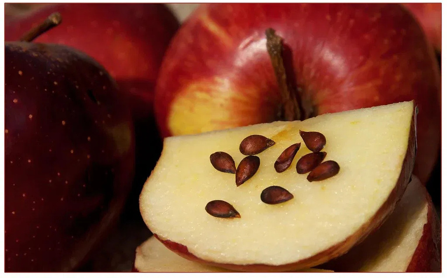 22 dangerous foods for dogs