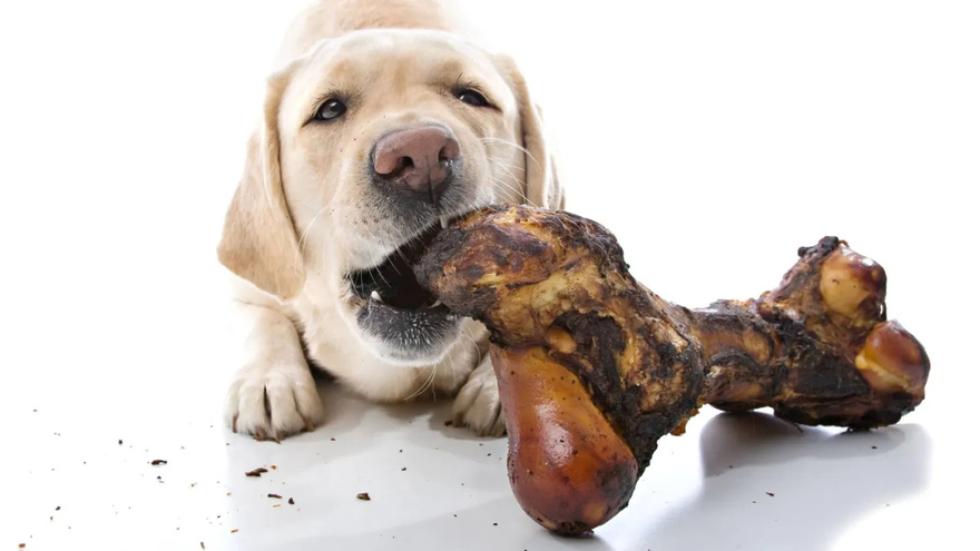 22 dangerous foods for dogs