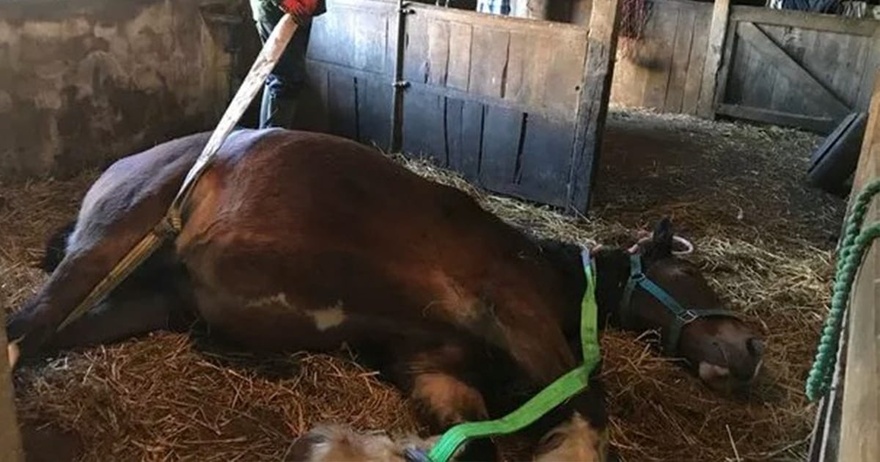 Dying horse collapses – before she’s put down, stable mate steps in and does what humans couldn’t